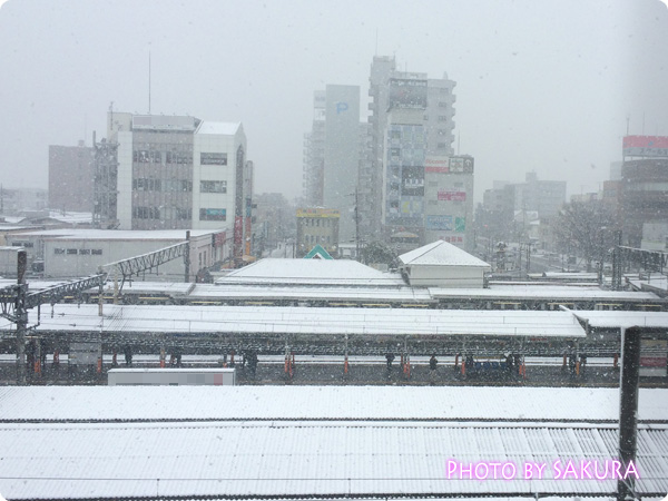 2015年1月30日雪